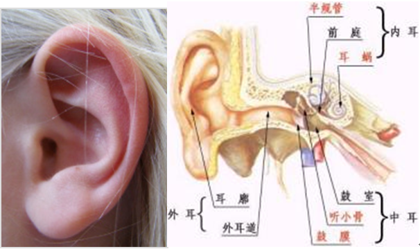 鼓膜穿孔是否構成輕傷？